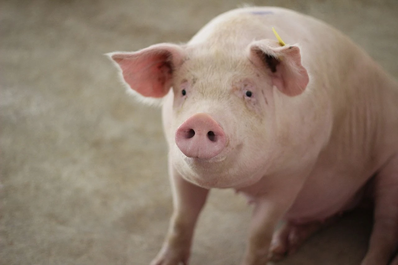 Pig on a farm