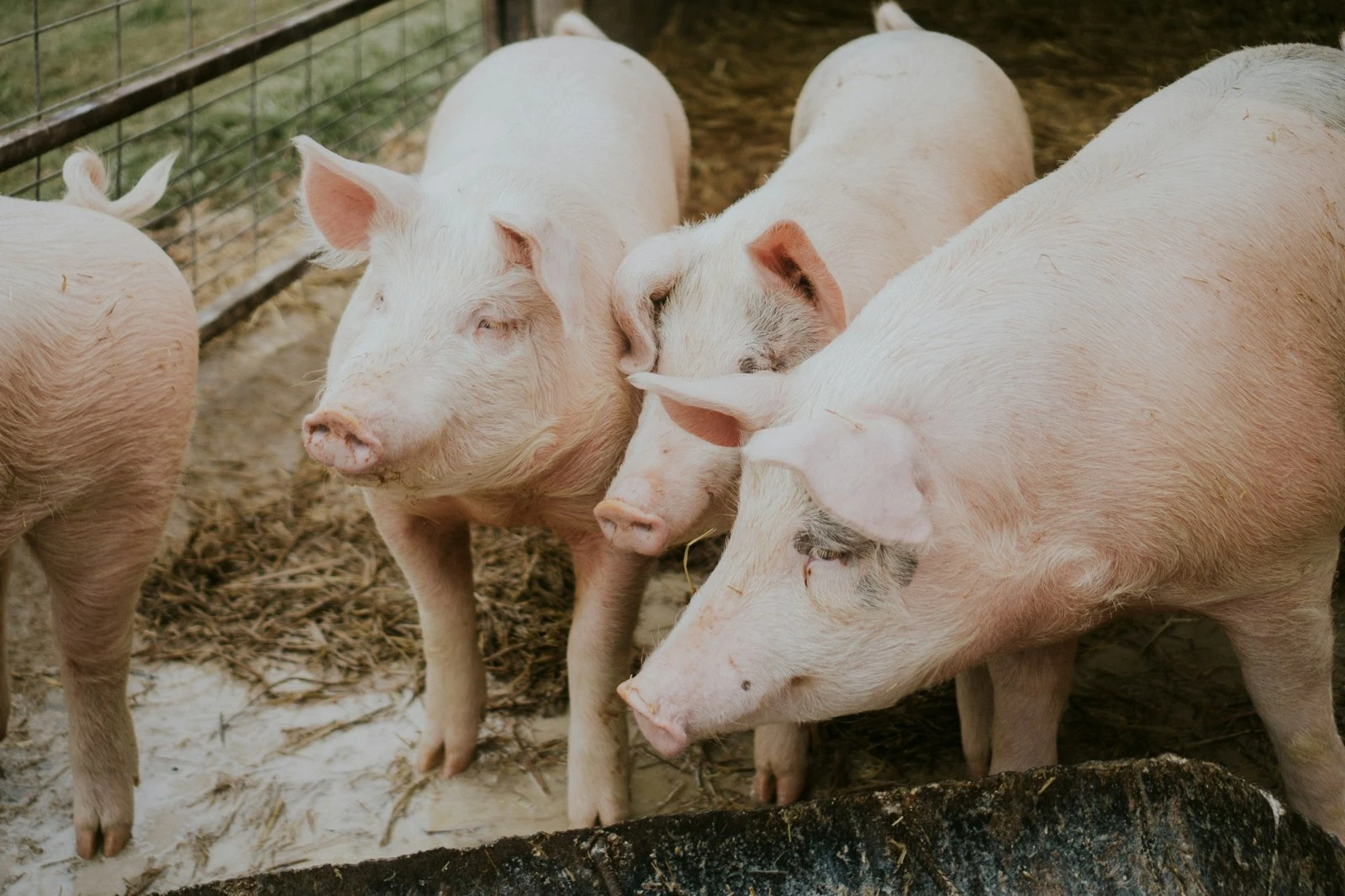 Pigs in a pen