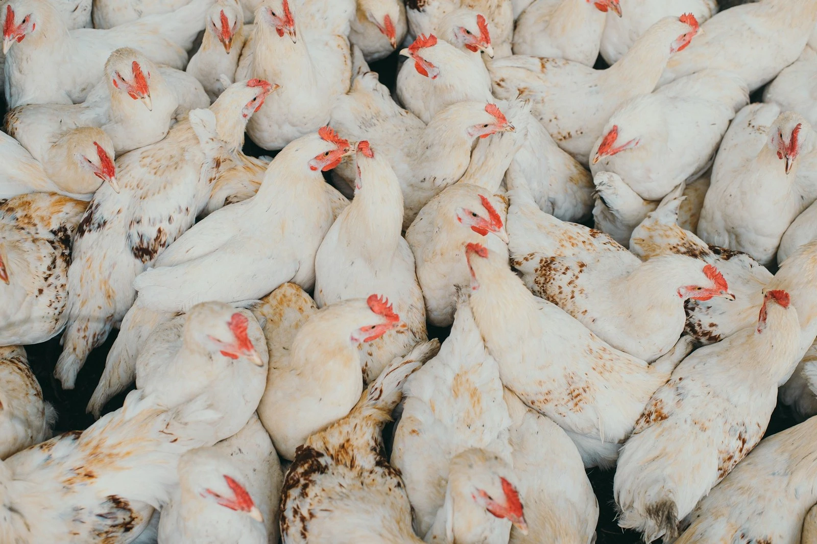 White hens in a poultry house