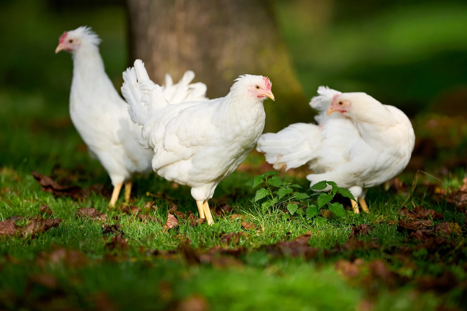 White hens outdoors