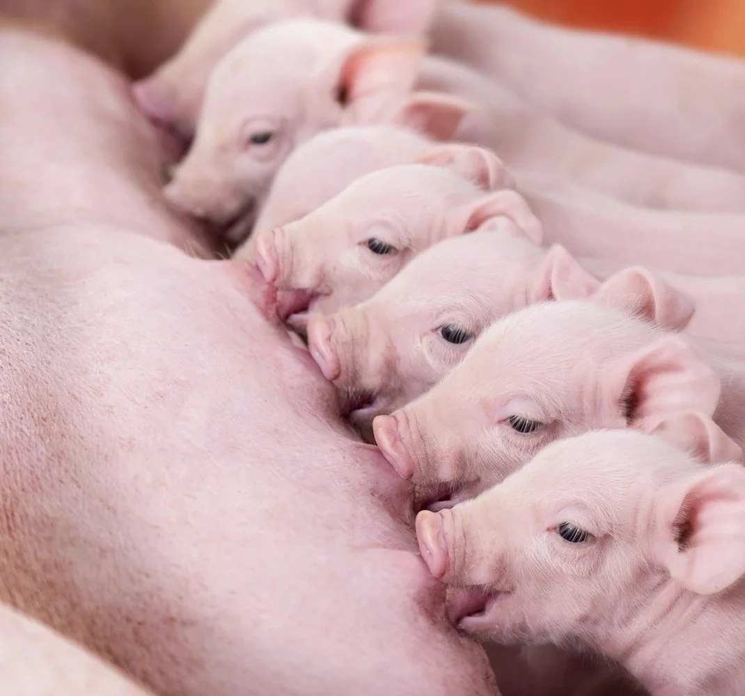 Piglets nursing