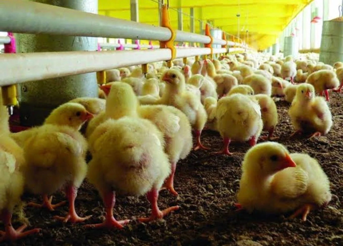 Chicks in a poultry house
