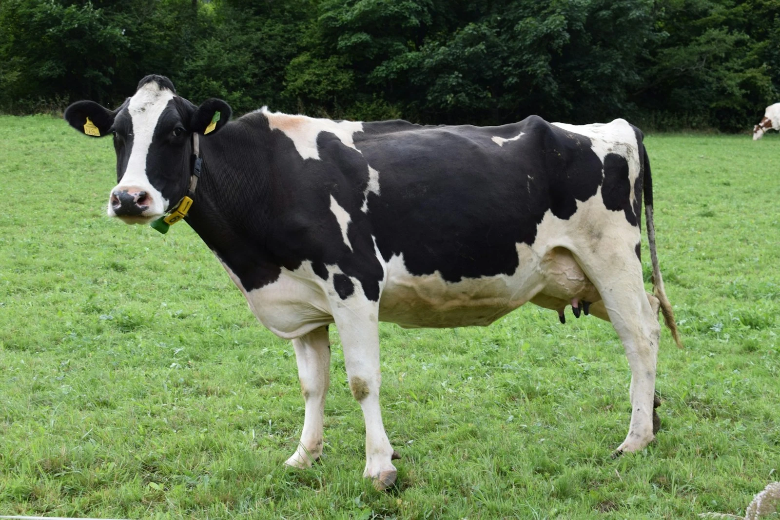 Holstein cow on pasture