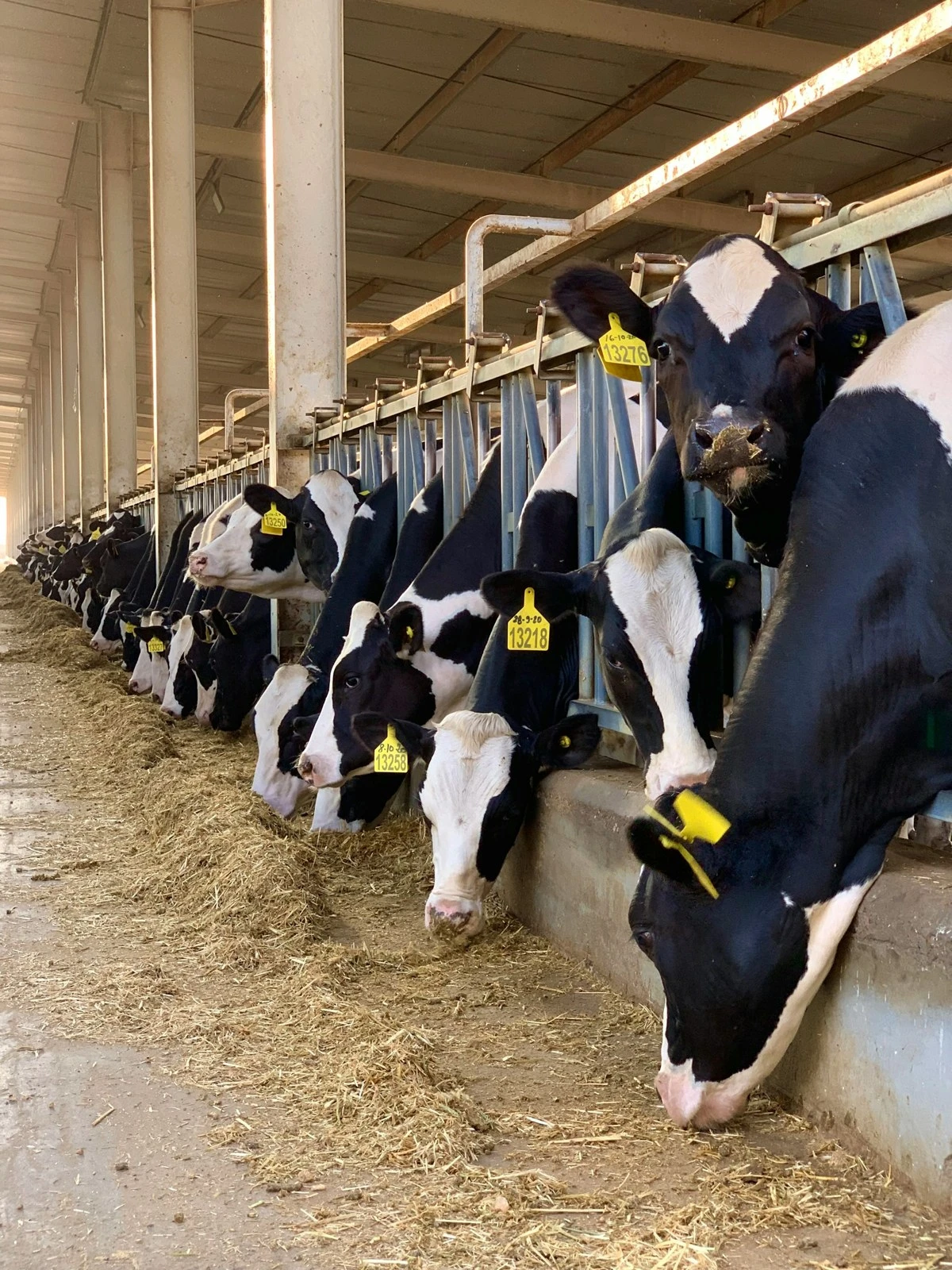 Cows feeding in the barn