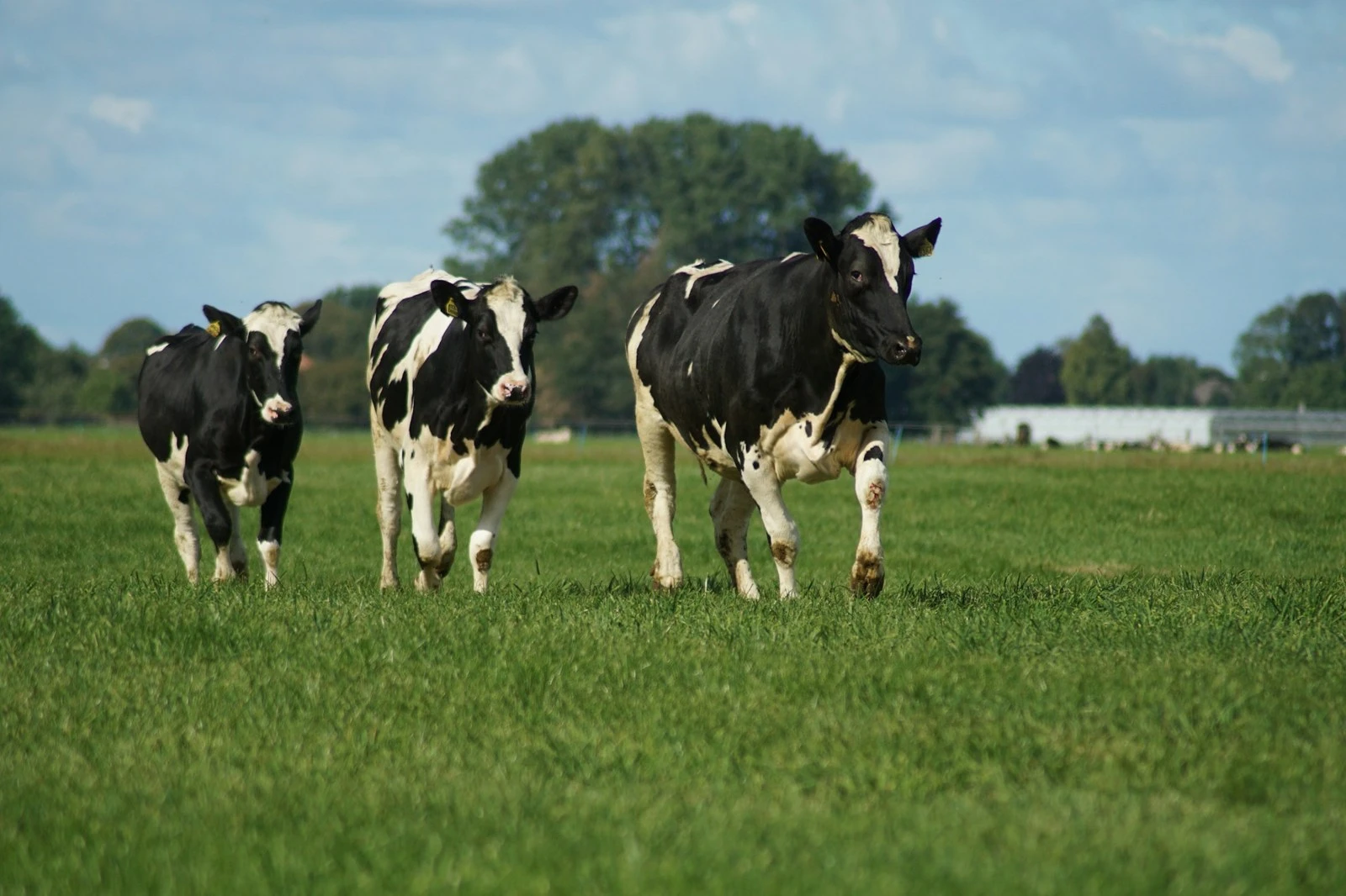 Holstein cows on pasture